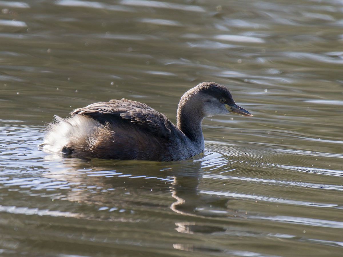 Australasian Grebe - ML620637290