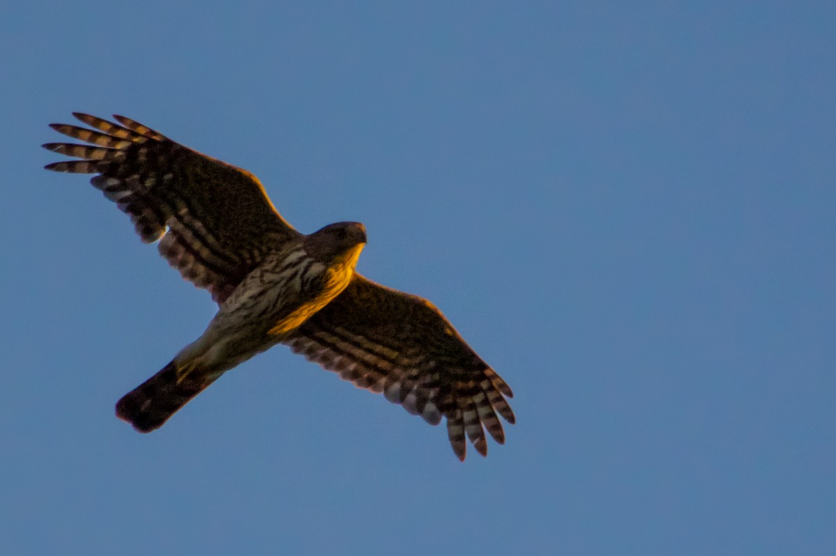 Cooper's Hawk - ML620637293