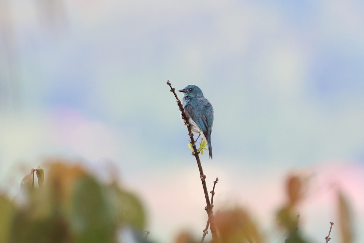 Turquoise Flycatcher - ML620637296