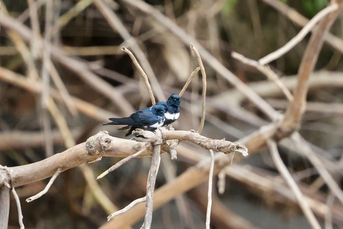 White-banded Swallow - ML620637300