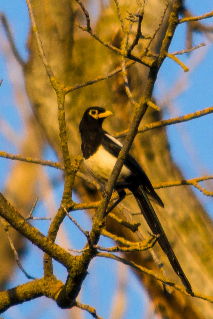 Yellow-billed Magpie - ML620637302