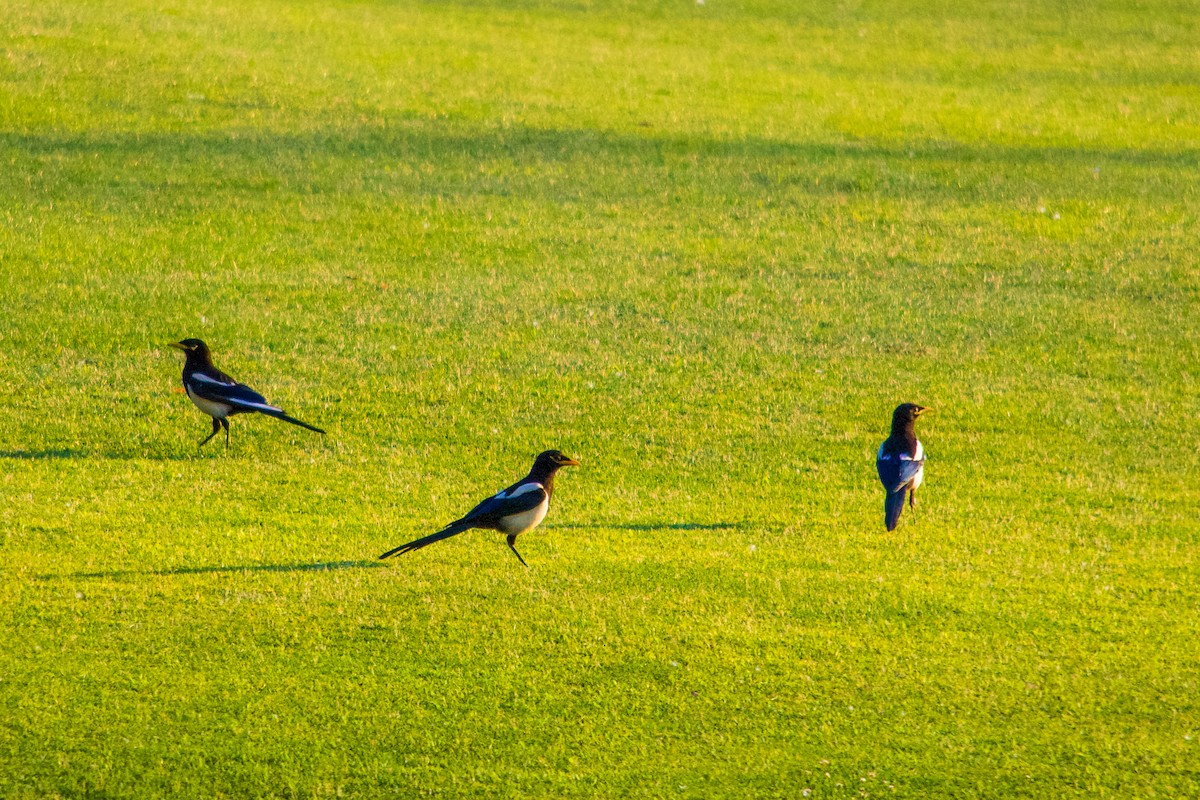 Yellow-billed Magpie - ML620637305