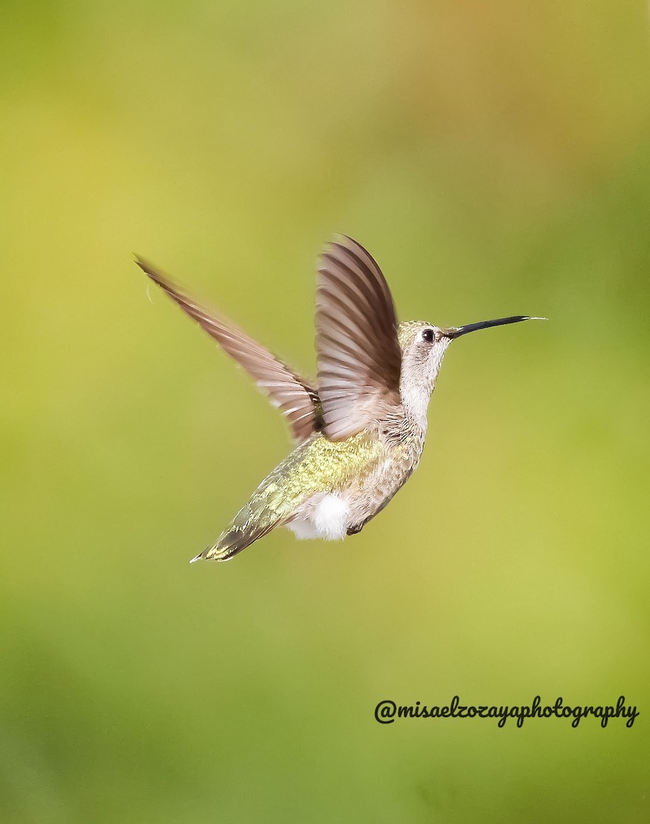 Black-chinned Hummingbird - ML620637309