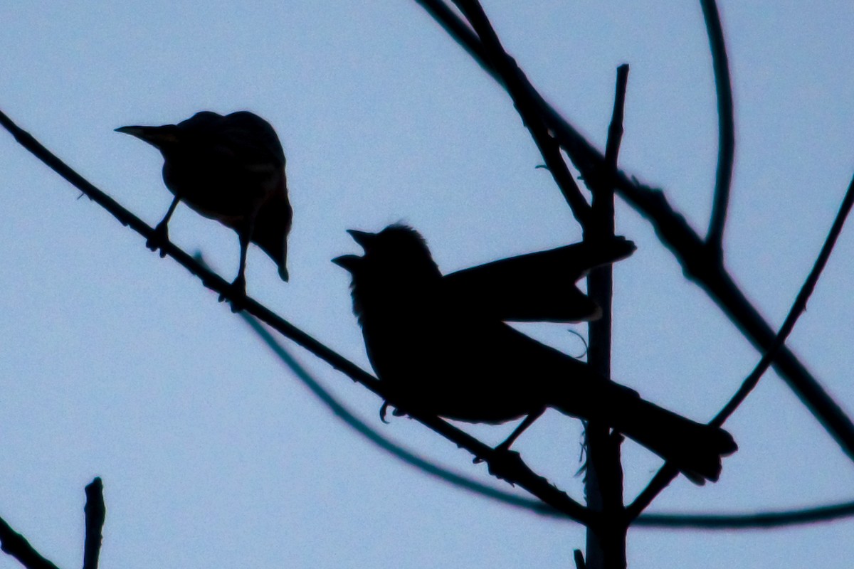 House Finch - ML620637310