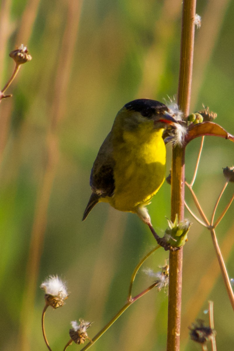 Lesser Goldfinch - ML620637313