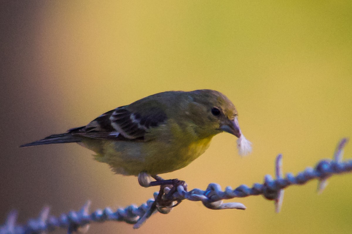 Lesser Goldfinch - ML620637314