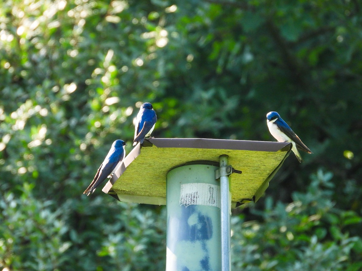 Tree Swallow - ML620637320