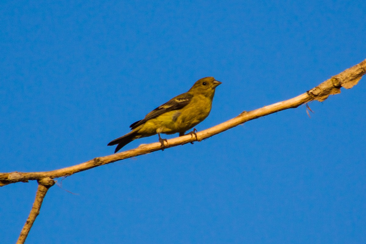 Lesser Goldfinch - ML620637322