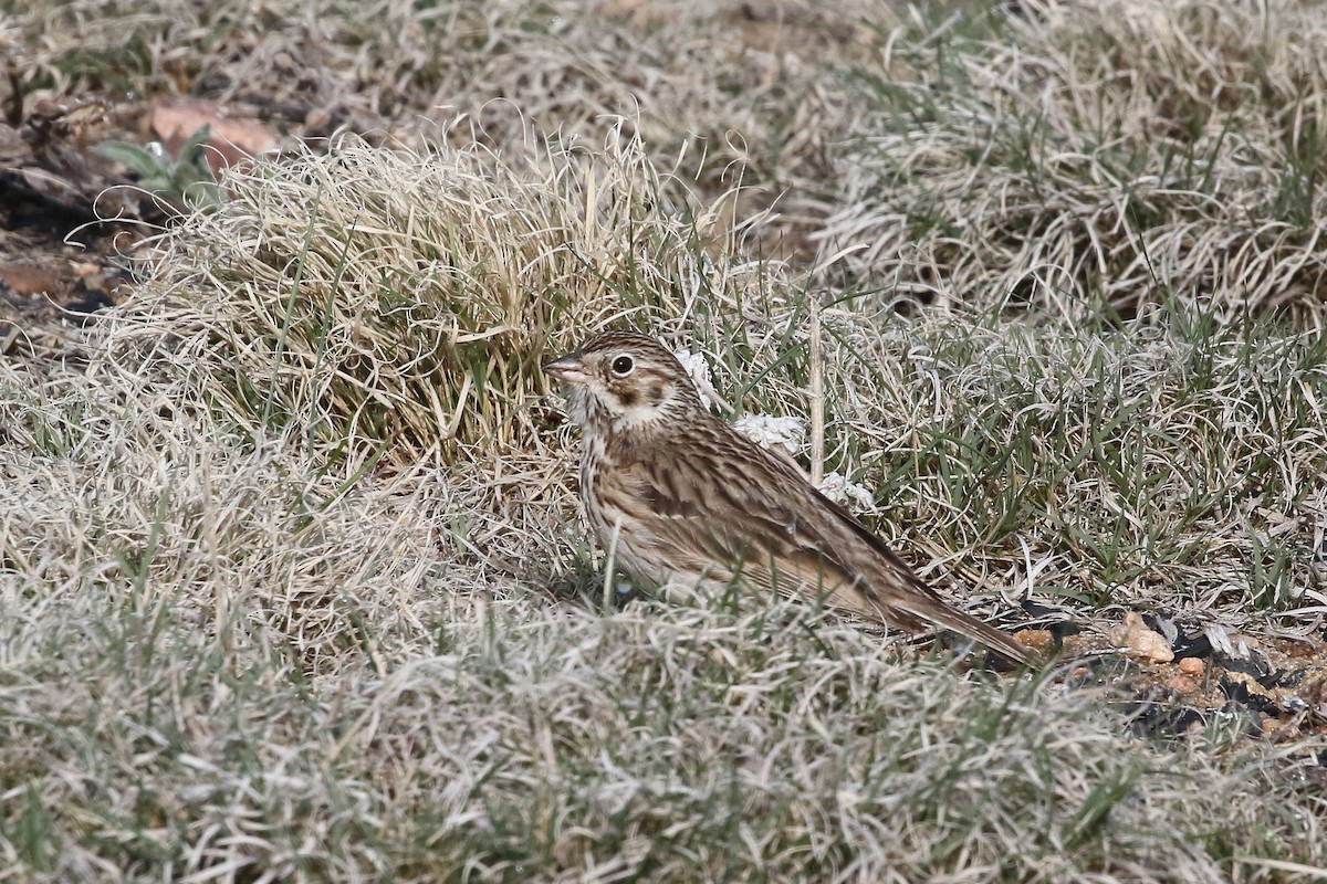 Vesper Sparrow - ML620637324