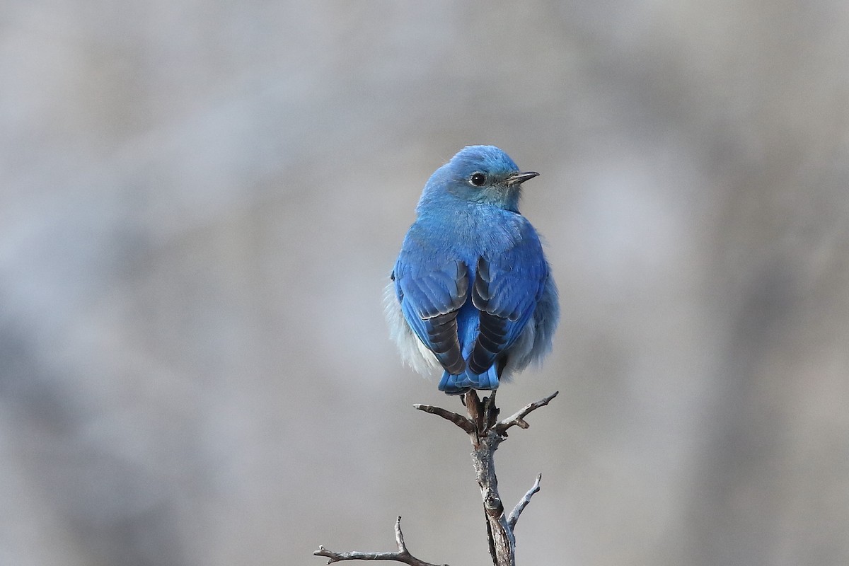 Mountain Bluebird - ML620637325