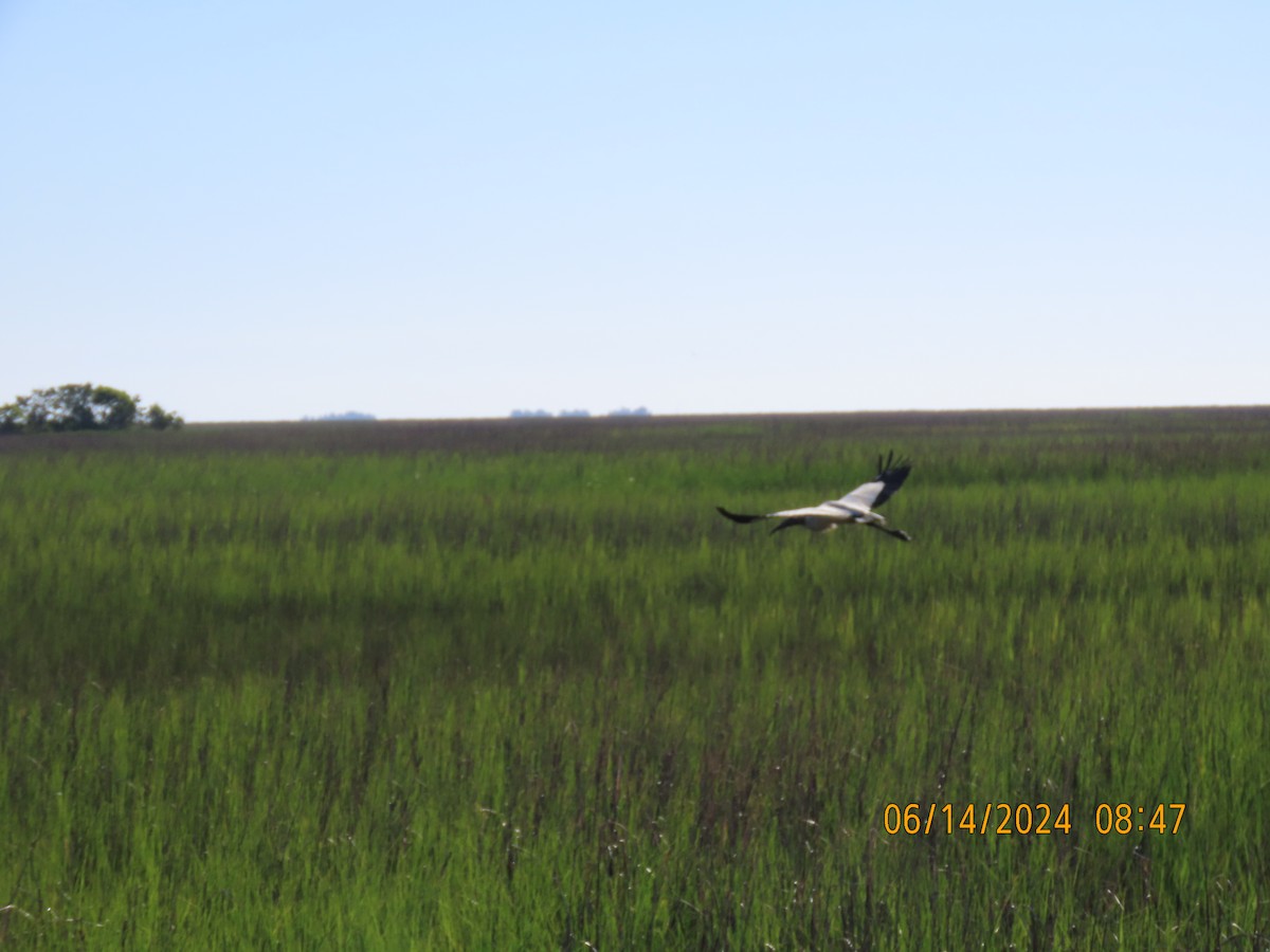 Wood Stork - ML620637330