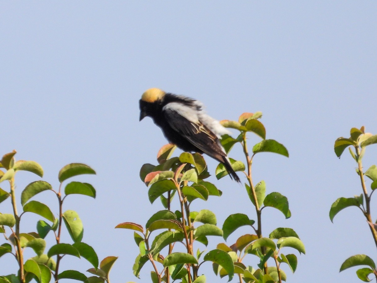 bobolink americký - ML620637334