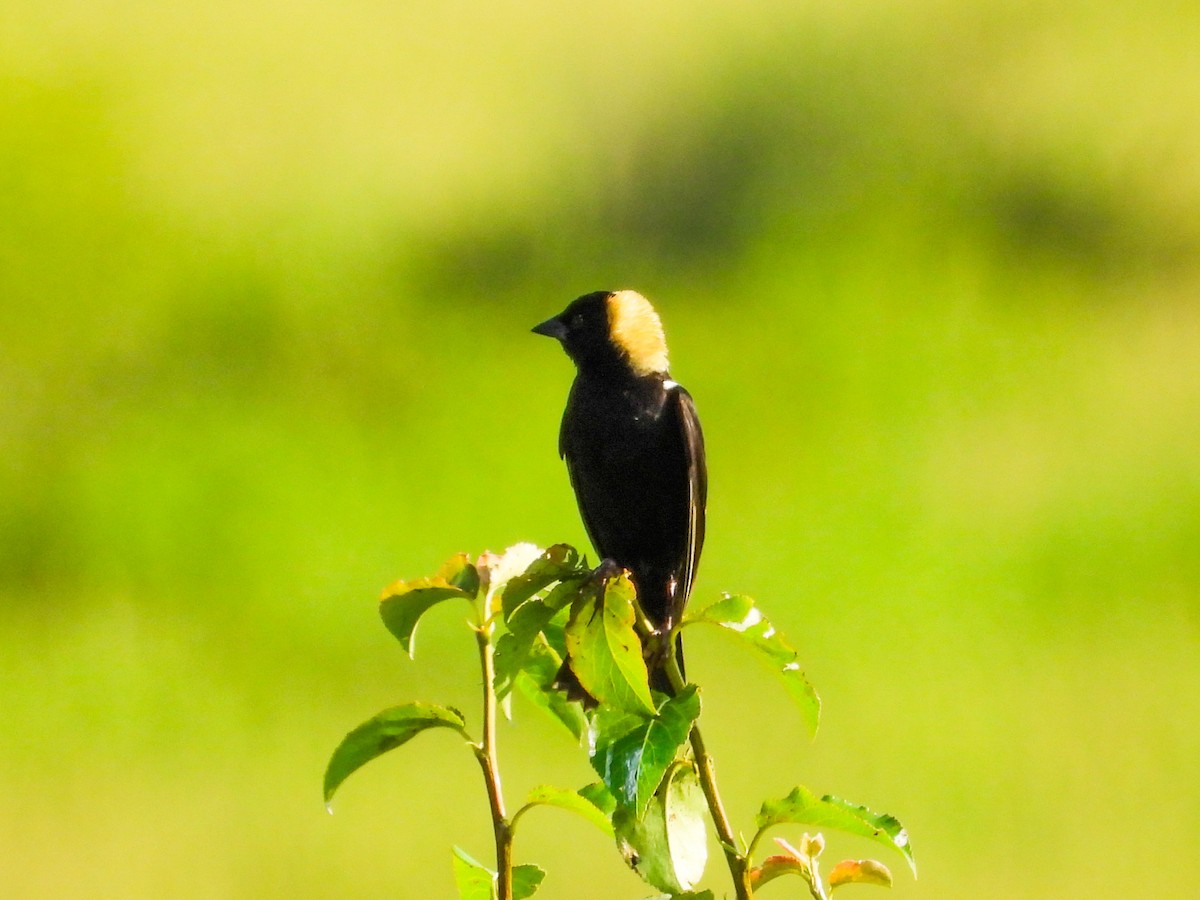 bobolink americký - ML620637335