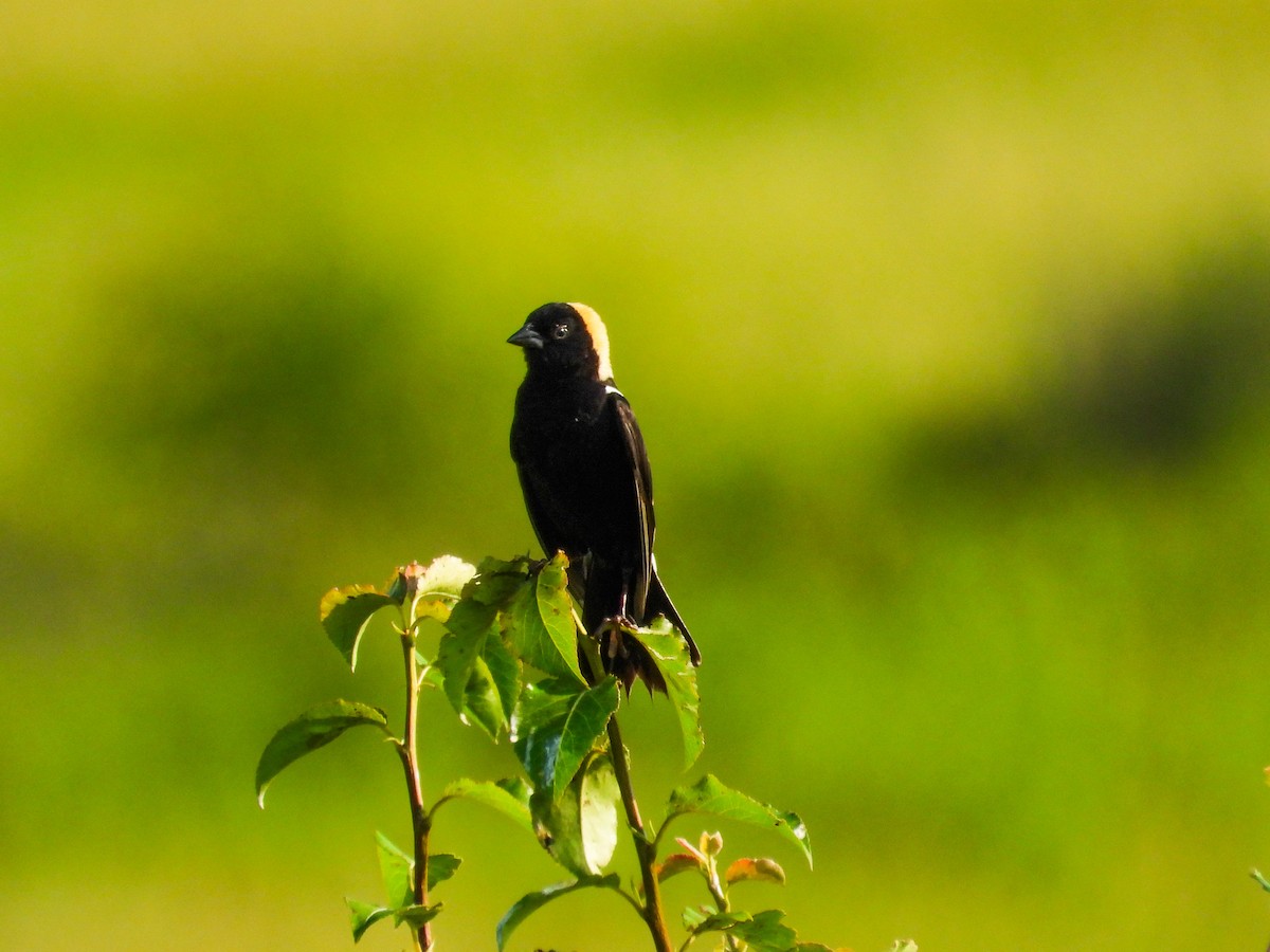 bobolink americký - ML620637336