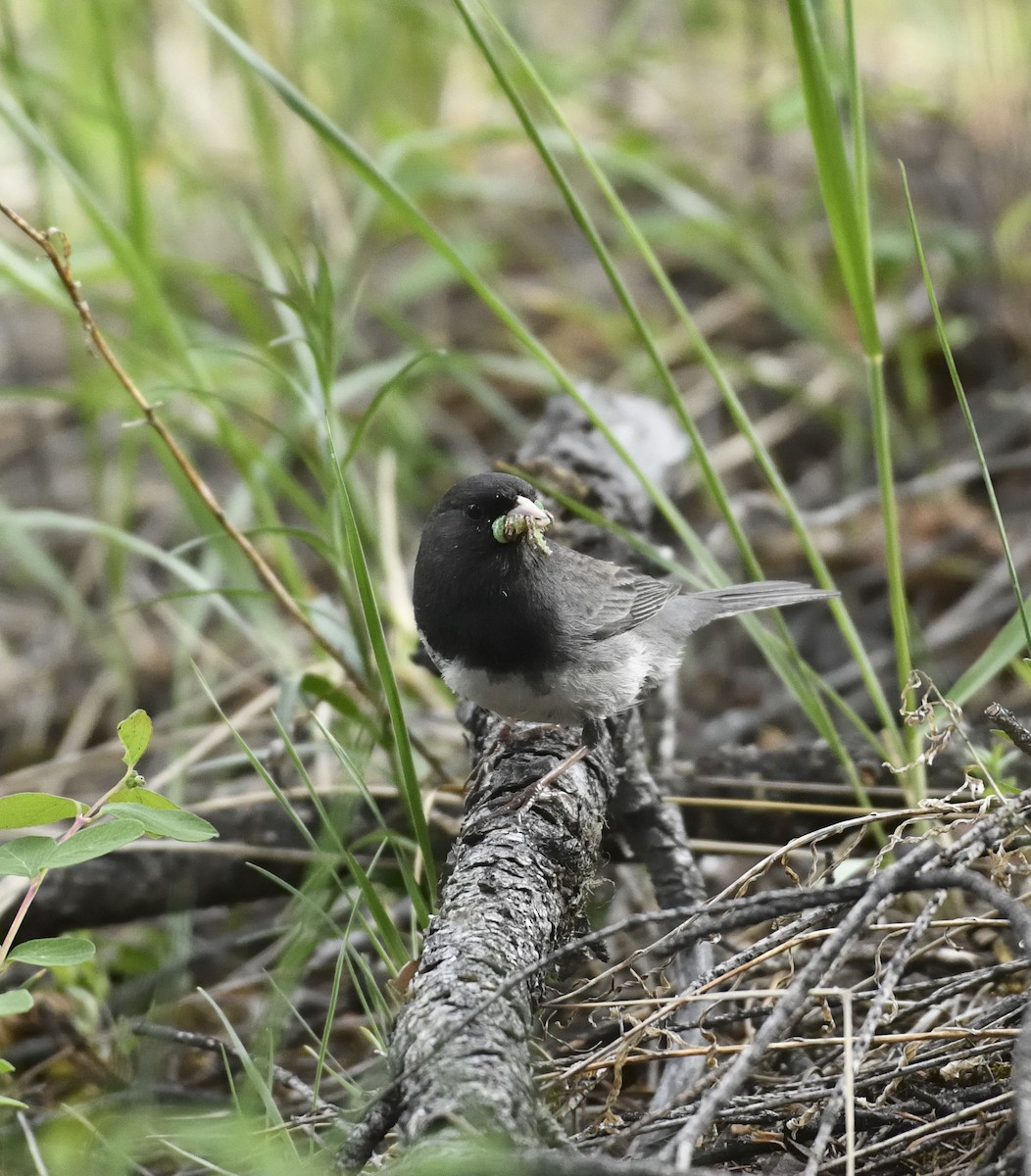 Юнко сірий (підвид hyemalis/carolinensis/cismontanus) - ML620637337