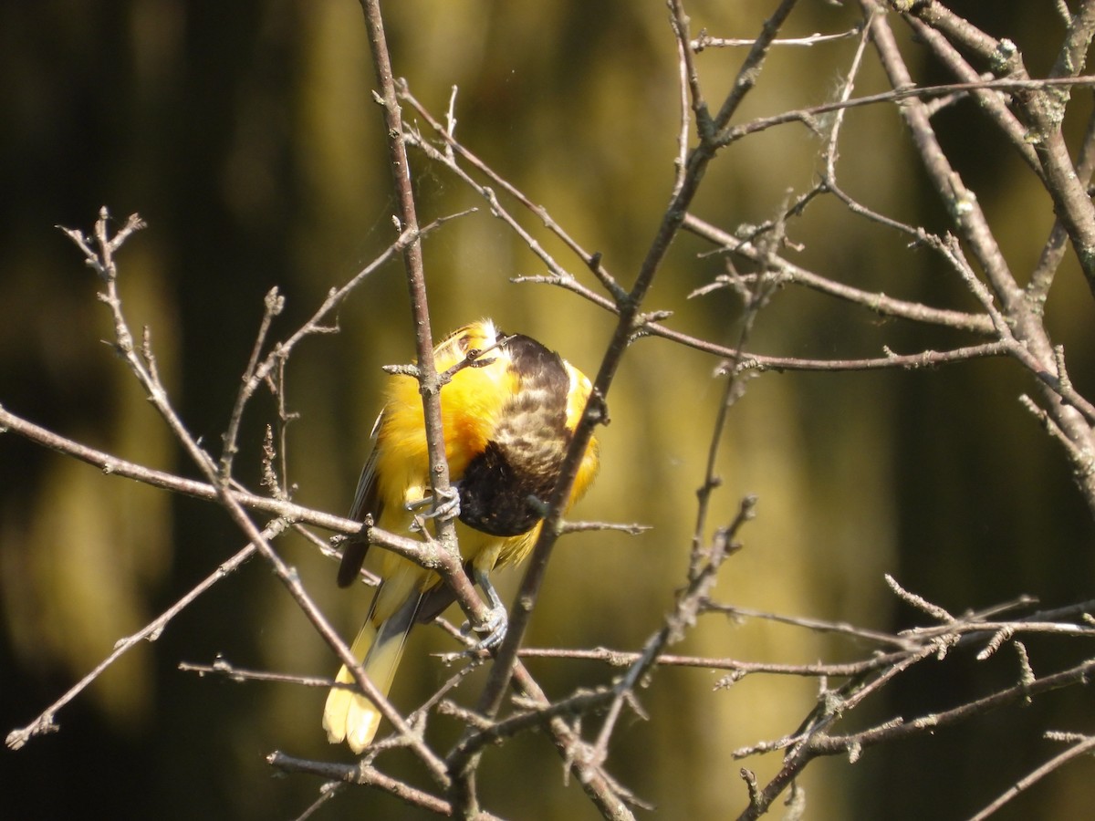 Baltimore Oriole - ML620637339