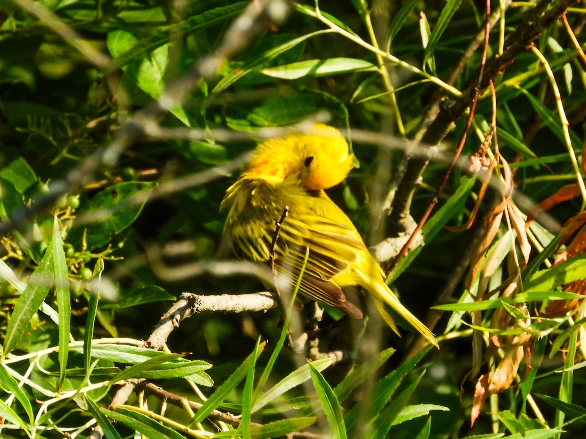 Yellow Warbler - ML620637348