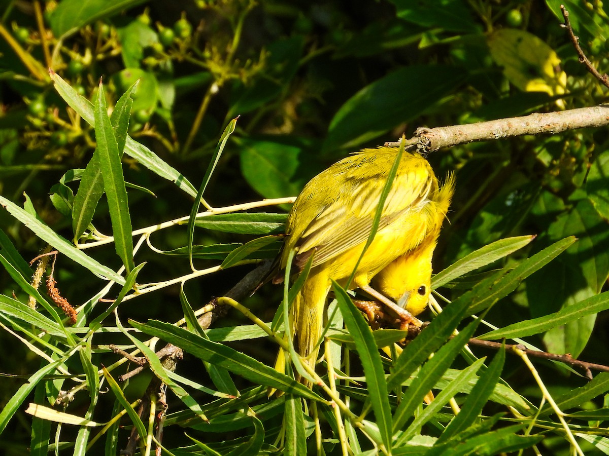 Yellow Warbler - ML620637350