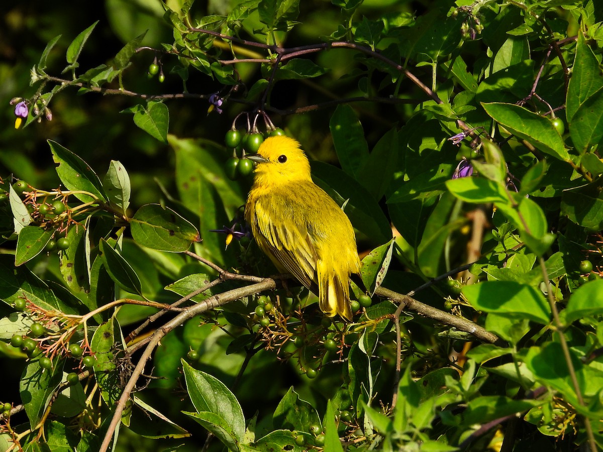 Yellow Warbler - ML620637351