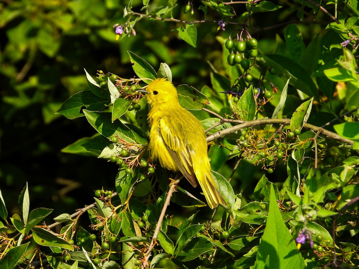 Yellow Warbler - ML620637353