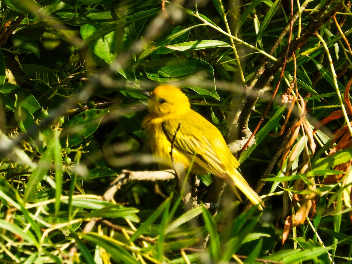 Yellow Warbler - ML620637354