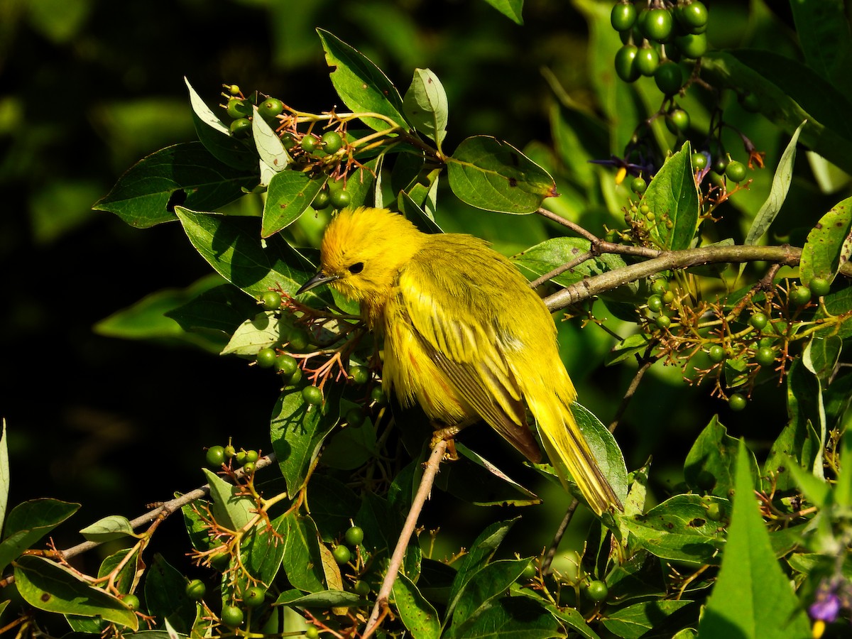 Yellow Warbler - Haley Gottardo