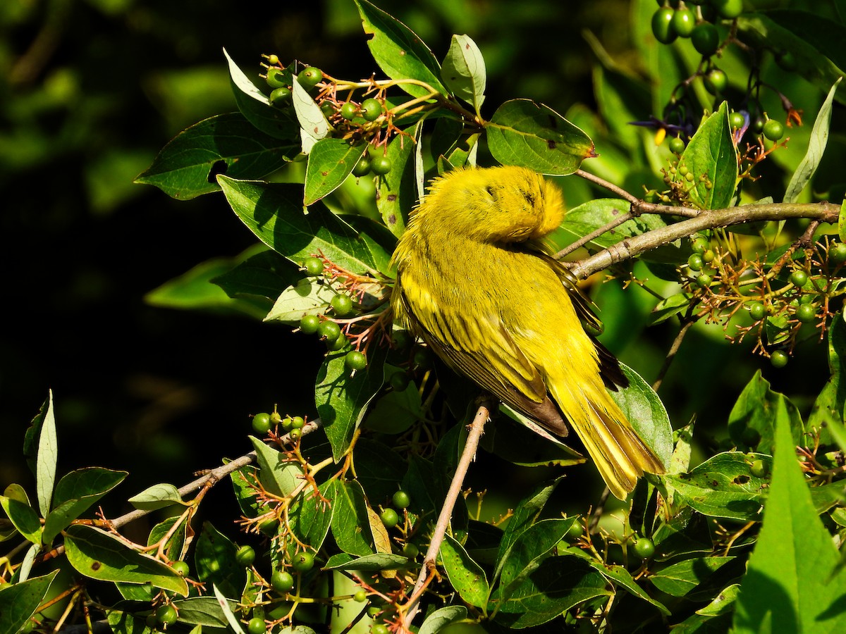 Yellow Warbler - ML620637357