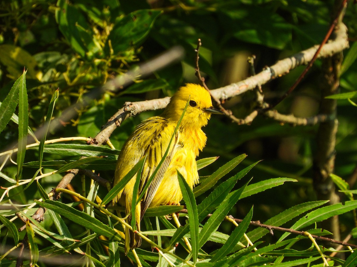 Yellow Warbler - ML620637359