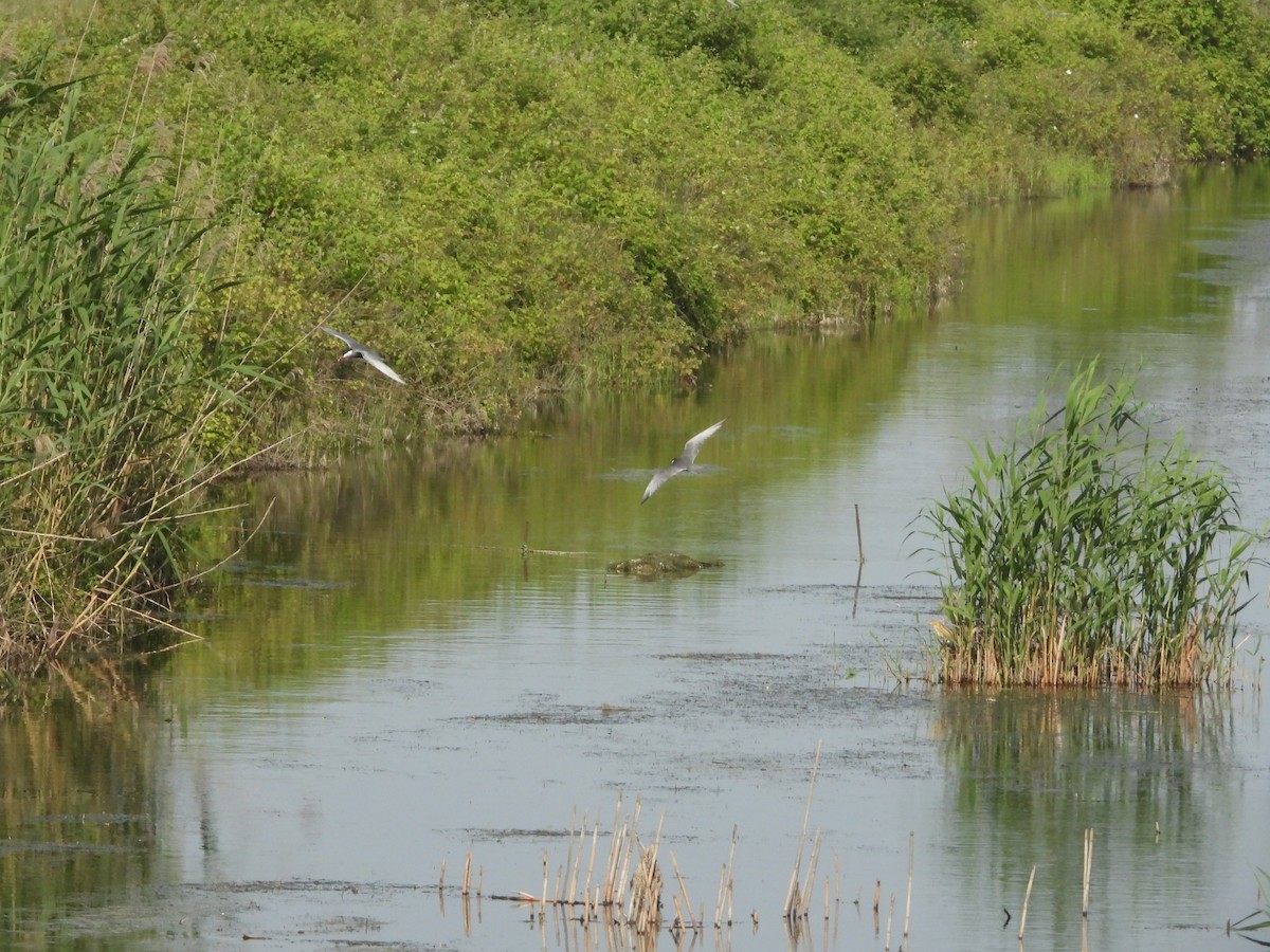 Weißbart-Seeschwalbe - ML620637361