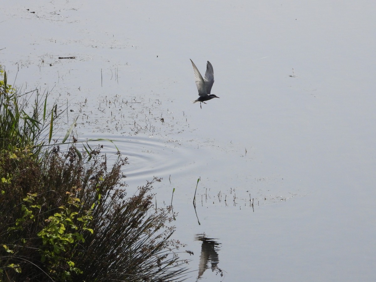 Whiskered Tern - Martin Rheinheimer