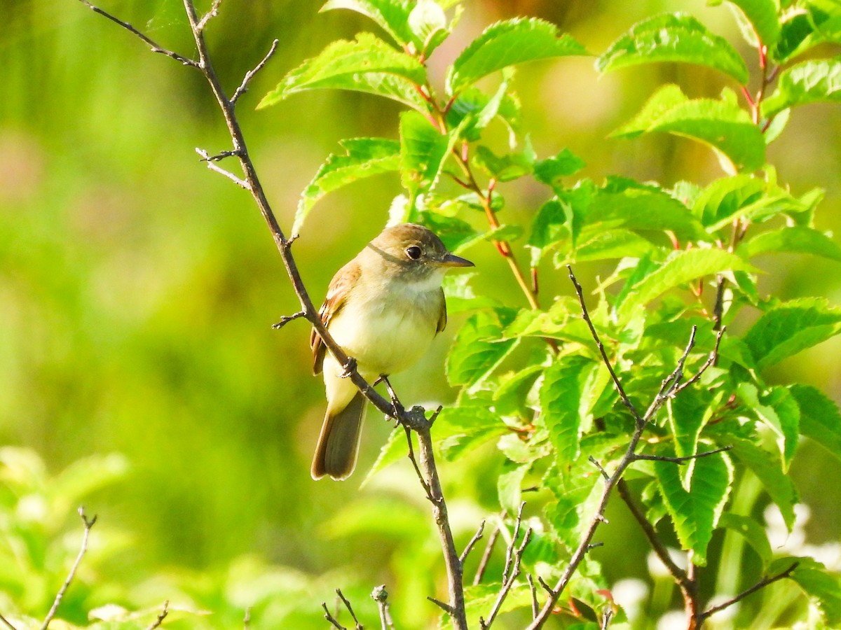 Willow Flycatcher - ML620637364