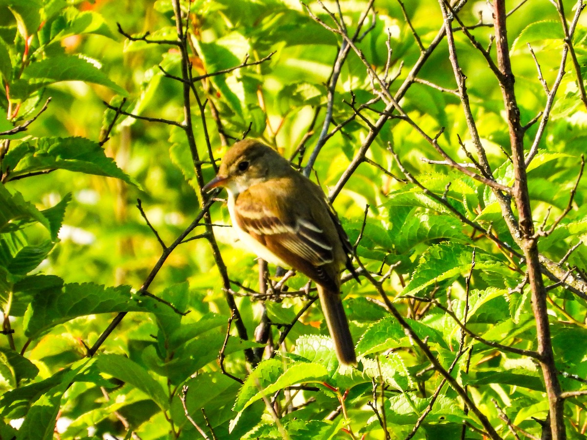 Willow Flycatcher - ML620637365