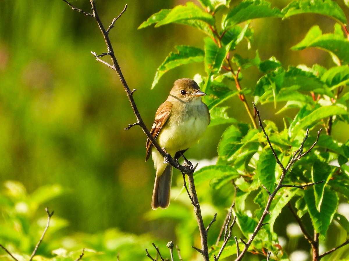 Willow Flycatcher - ML620637366