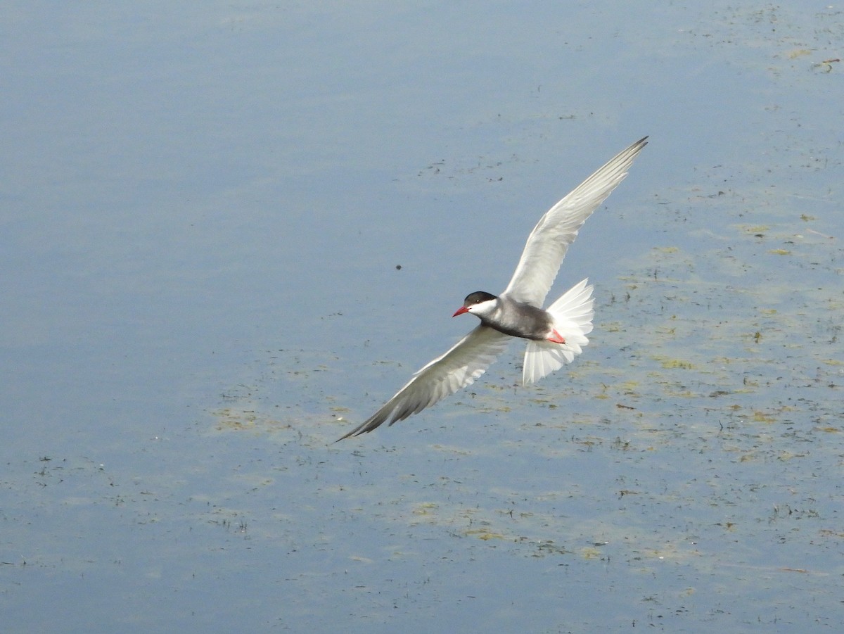 Whiskered Tern - ML620637369