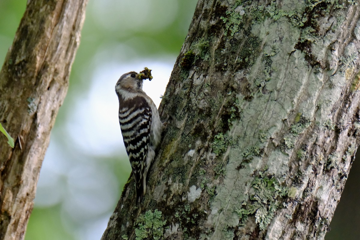 Japanese Pygmy Woodpecker - ML620637371