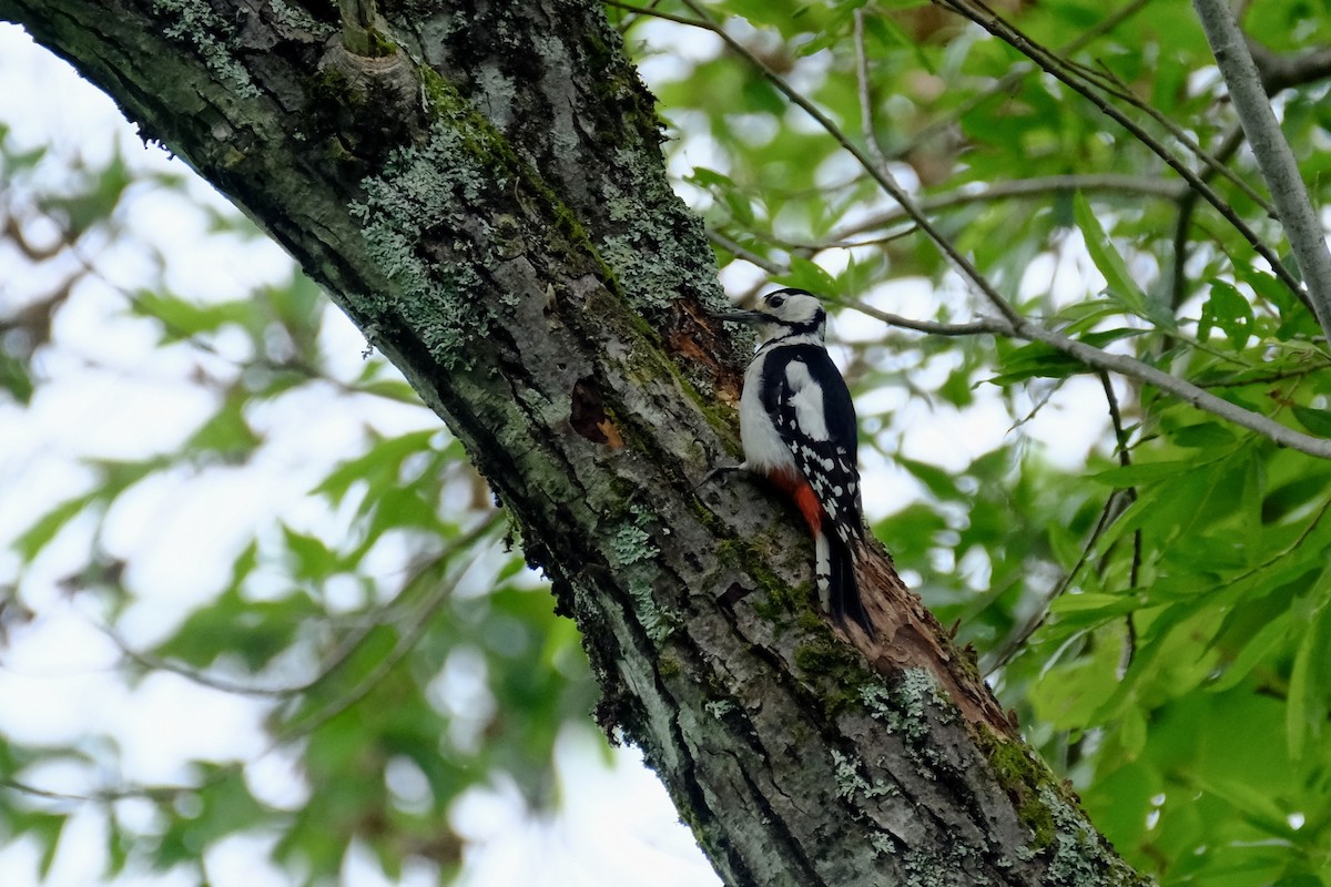 Great Spotted Woodpecker (japonicus) - ML620637372