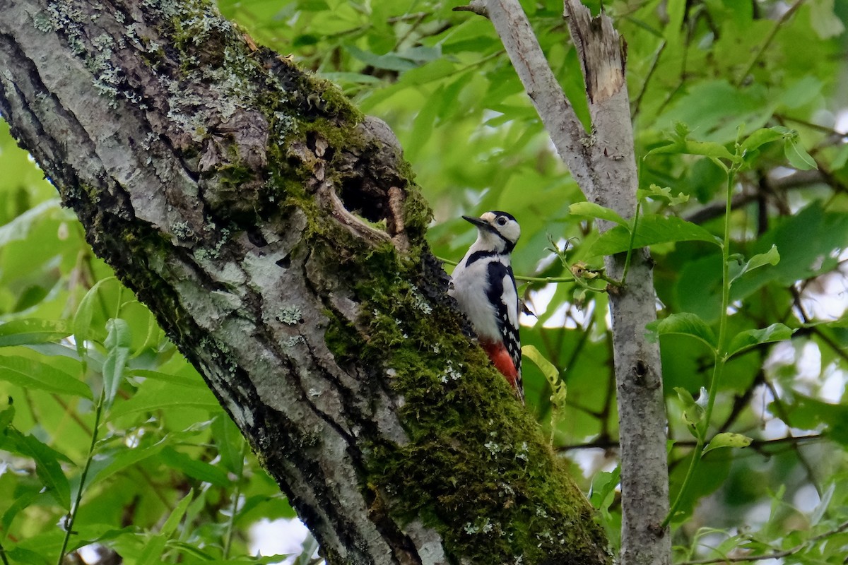Great Spotted Woodpecker (japonicus) - ML620637373