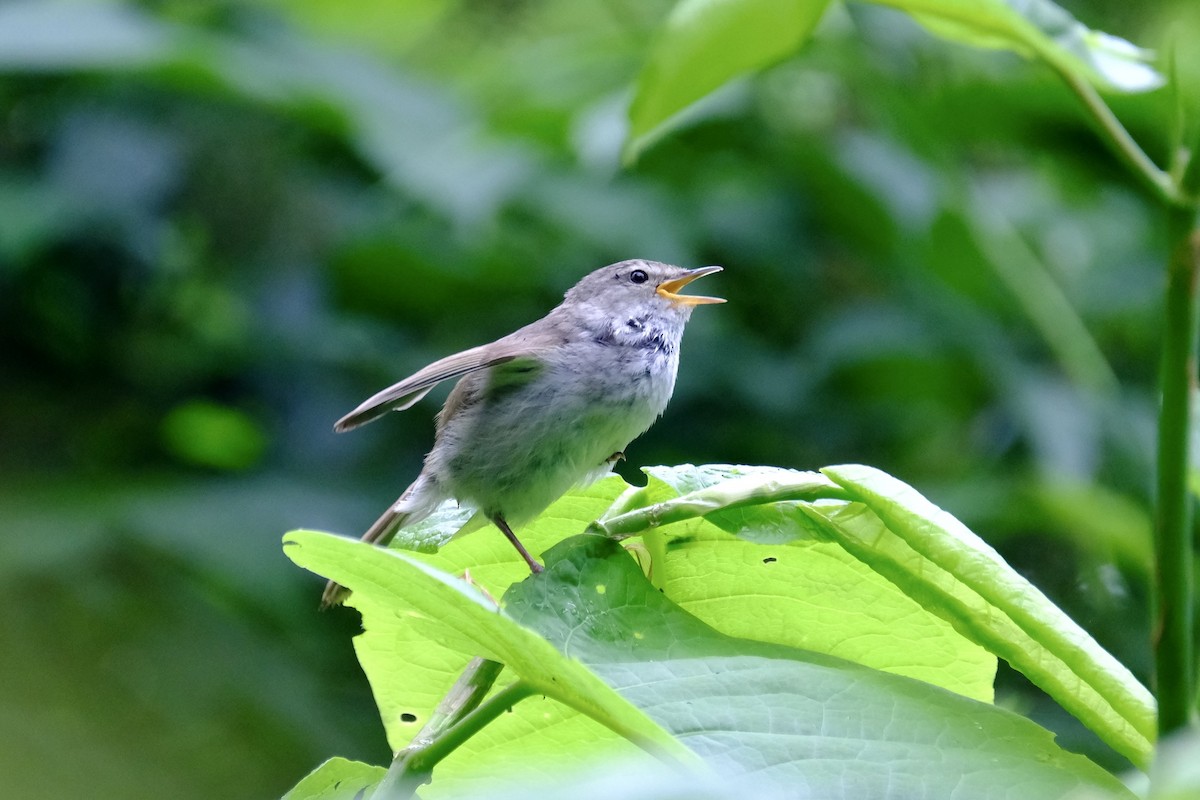 Japanese Bush Warbler - ML620637376