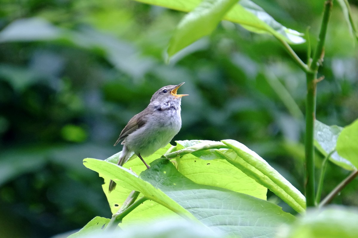 Japanese Bush Warbler - ML620637377