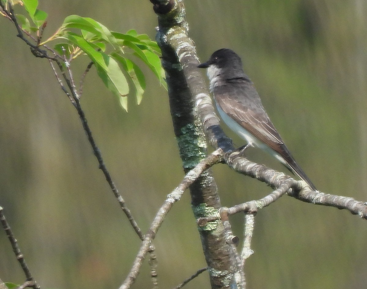 Eastern Kingbird - ML620637386