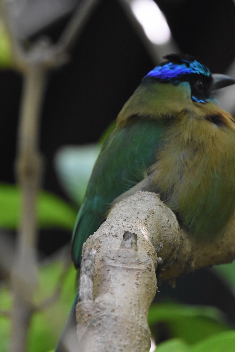 Lesson's Motmot - ML620637387