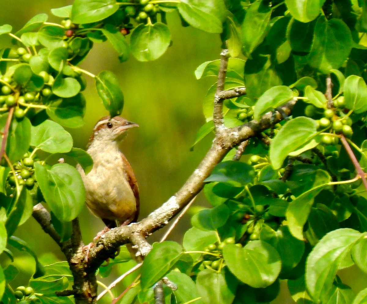 Carolina Wren - ML620637388