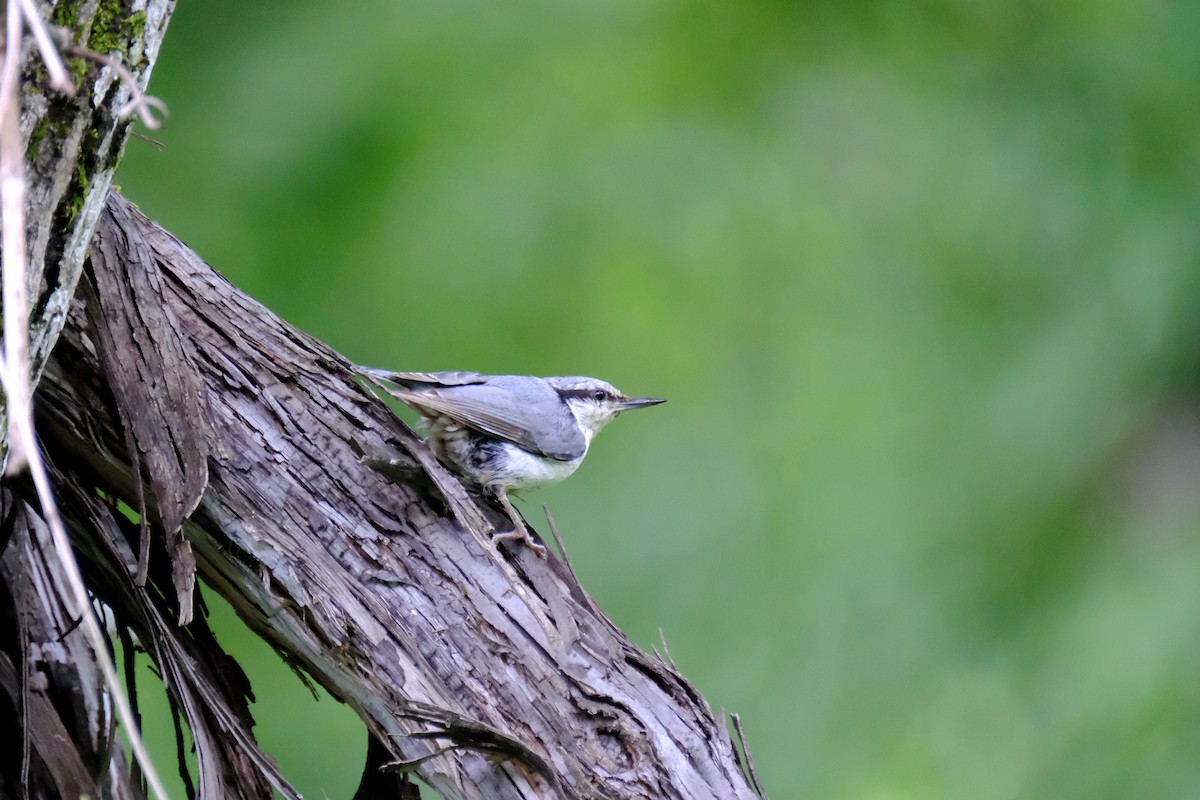 Eurasian Nuthatch - ML620637389