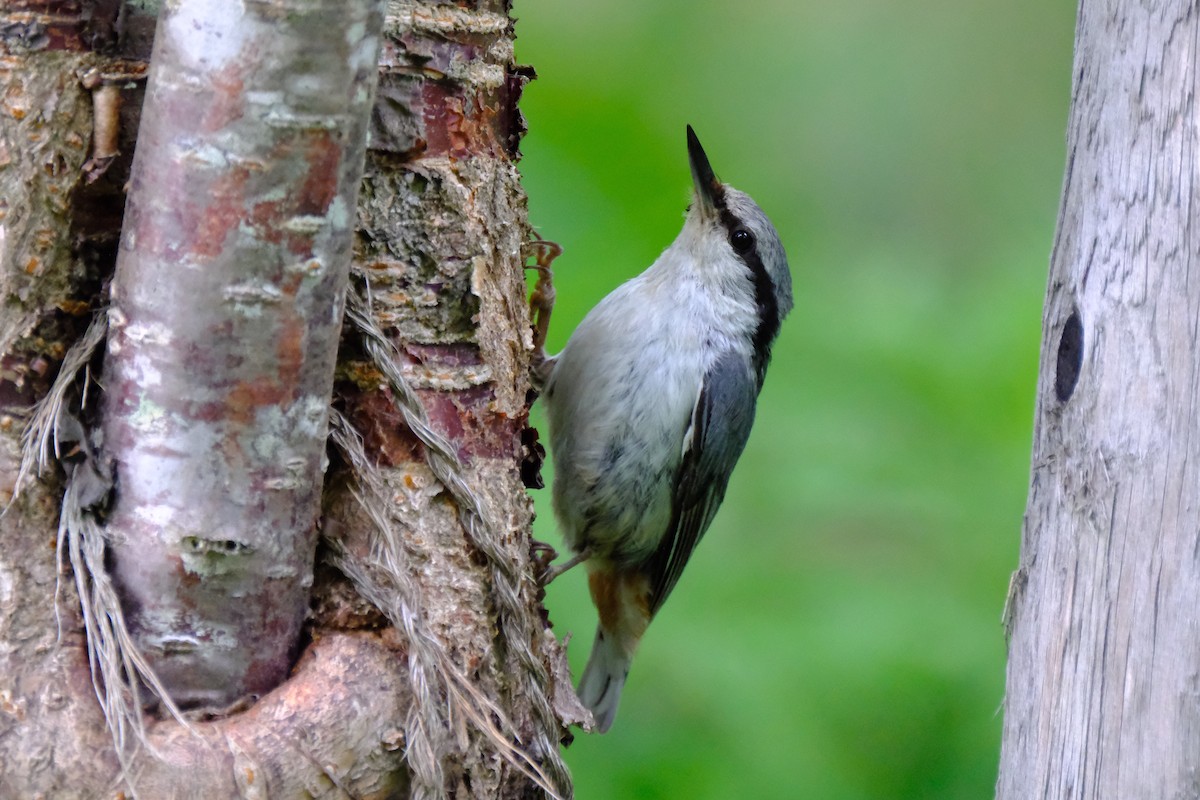 Eurasian Nuthatch - ML620637390