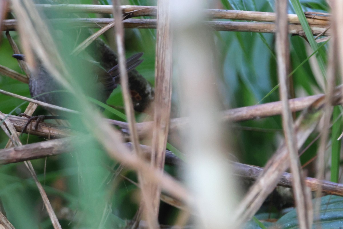 Sulawesi Bush Warbler - ML620637393