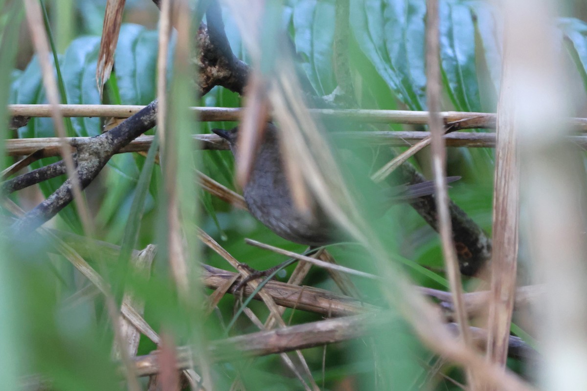 Sulawesi Bush Warbler - Fadzrun A.