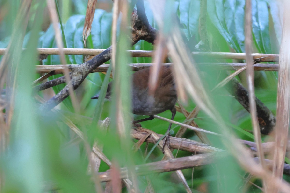 Sulawesi Bush Warbler - ML620637395