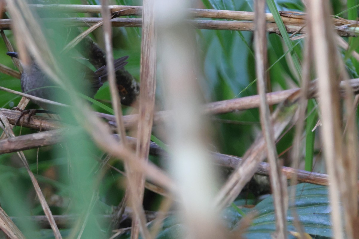 Sulawesi Bush Warbler - ML620637396