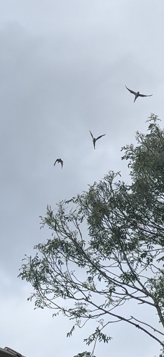 Rose-ringed Parakeet - ML620637397