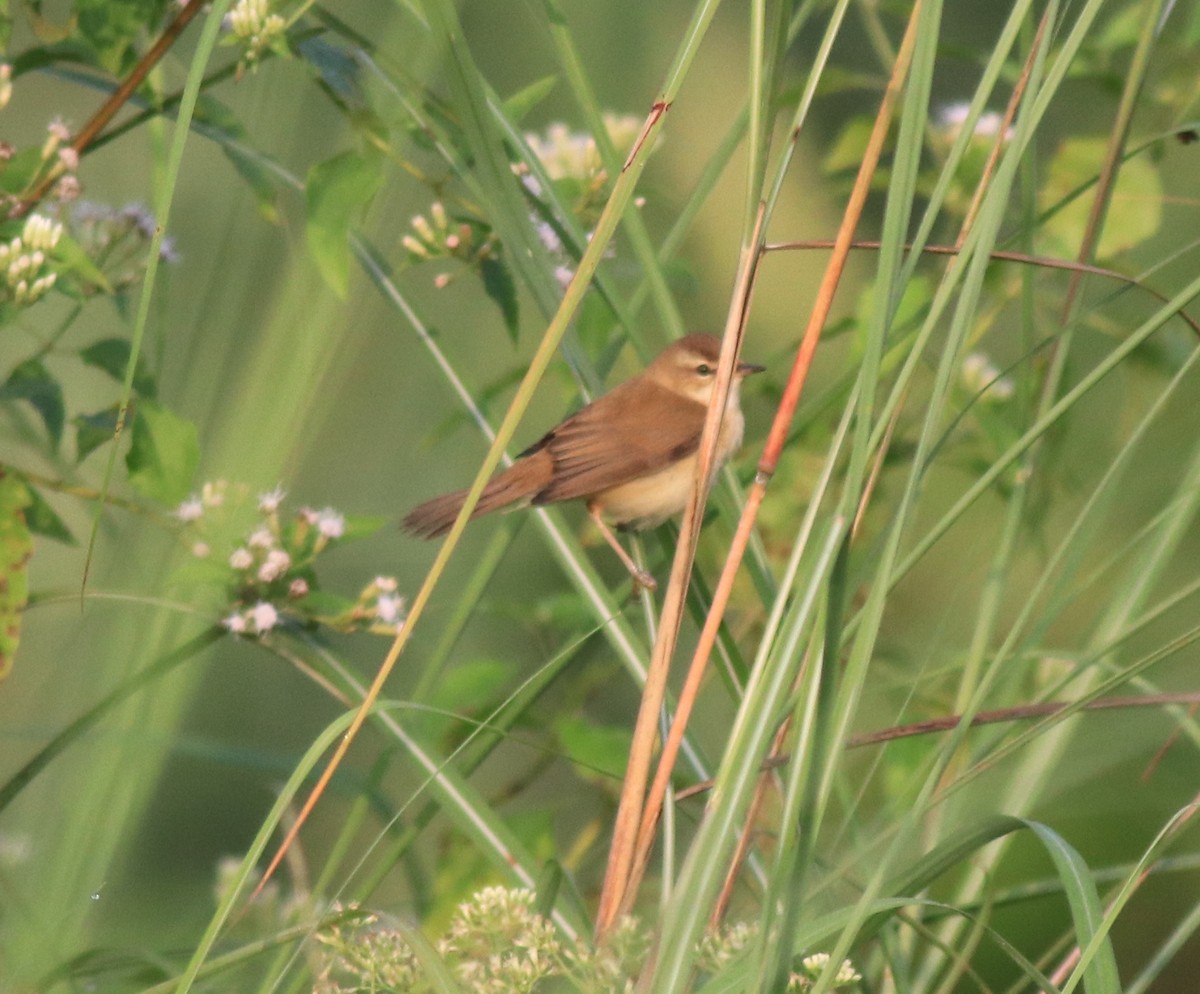 Paddyfield Warbler - ML620637400